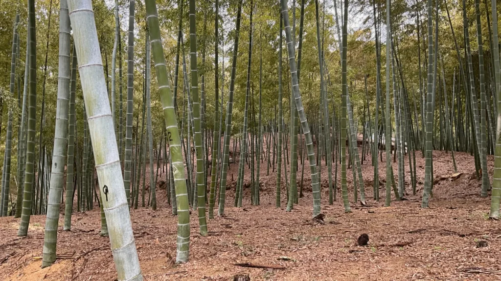 テオリ管理の竹林