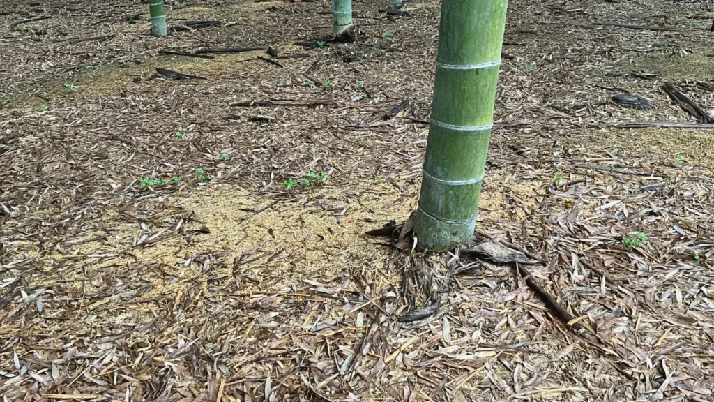 テオリ管理の竹林